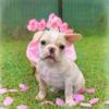 AKC vetted French Bulldogs!