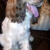 Female English Cocker Spaniel