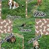 AKC European/American basset hound 