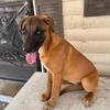 Belgian malinois puppies