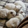 Purebred White Ragdoll Kittens available for rehoming.