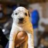 Heeler pitbull puppies