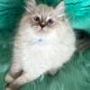 Ragdoll Kitten, Male TICA  Registered