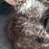 12 week Maine Coon kitten