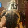 Pug/boxer mix