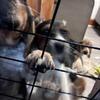 Beagle purebreds for rehoming