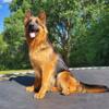 Akc German Shepherd Female DM clear good hips