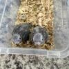 Crimson Bellied Conure Babies