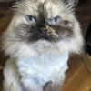Spayed female dwarf Persian