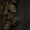 Redboy/Jocko on Redboy/Jocko pups
