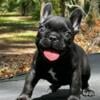 Small Male French Bulldog