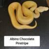 Albino Chocolate Pinstripe BP