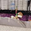 Two baby guinea pigs