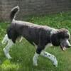 Male Standard Poodle for sale