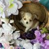 AKC Chihuahua Puppy super cute long-haired Vet checked healthy & First shots done