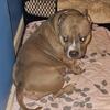 Pocket American Bully Pups Available