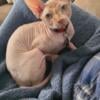 Orange and white Sphynx Male- Ted