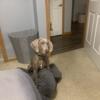 For Sale 5 month Weimaraner