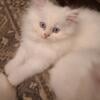 Persian kittens available