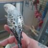 Young hand fed American budgies
