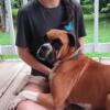 AKC Registered Boxers