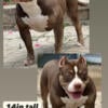 AMERICAN BULLY (POCKET) Female - FOR SALE