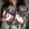 Standard Poodle (AKC) Puppies