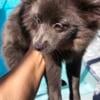 Male Gray Pomeranian lil Wolfy