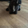 Shorkie puppy