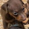 Miniature Pinschers Pups - Ready Now