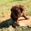 MALE ROJO FRENCHIE FLUFFY