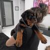 German Rottweiler puppies