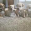 Maltese puppies looking for home