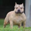 Adult Pocket American Bully females for good hands only