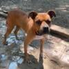 American pitbull terrier Free female dog 3 years old