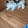 Dollface Persian Kitten Calico Female Very Sweet $1000