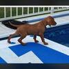 Purebred Vizsla puppy