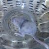 Fancy mice