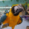 Tamed and talking macaws ready for new loving homes