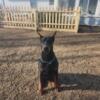 Akc dobermans European/american line stud  service