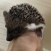 Hedgehog Algerian Male