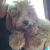 Mini poodle male