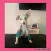 TOY SCHNOODLE