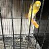 Canaries