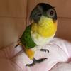 Caiques
