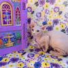 Sphynx Standard Boy