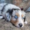 Blue Merle Female Australian Shepherd