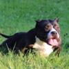 Micro American Bully Female