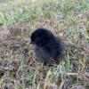 Ayam Cemani chicks and chickens