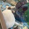 Chinchilla